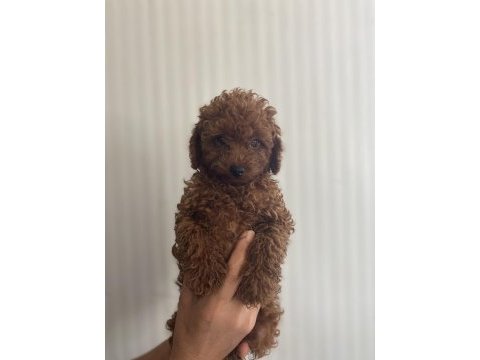 Siyah kırmızı erkek ve dişi poodle yavrularımız