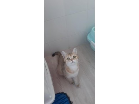 Golden british shorthair prensesimiz
