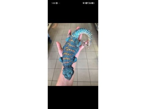 Uromastyx faturalı evraklı şekilde
