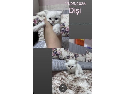 Yavru kediler iki erkek ve bir dişi var