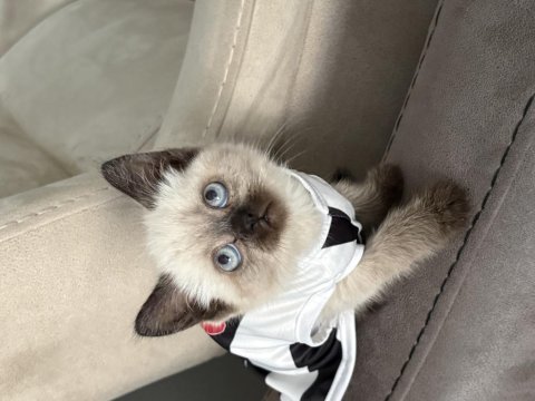 4 aylık erkek british shorthair