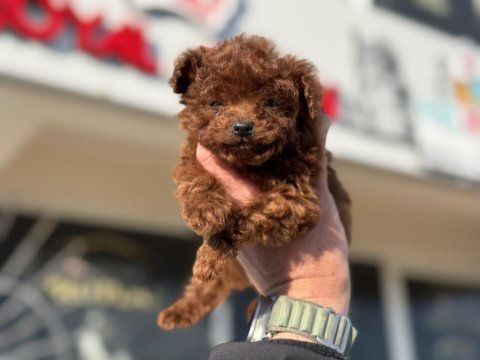 Petmode köpek çiftliğinden tea cup kore poodle