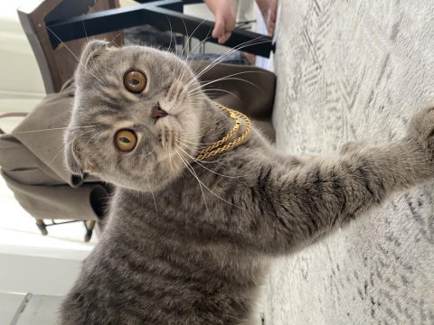 Çiftleştirme scottish fold kedimiz