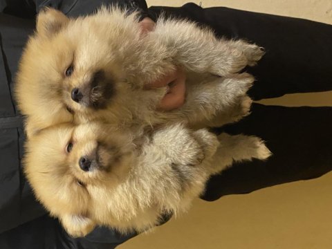 Erkek ve dişi pomeranian yavrular