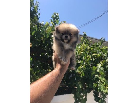 Pomeranian boo köpeğimiz