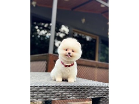 Sağlık ve ırk garantili pomeranian