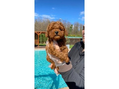 Red brown toy poodle yavruları istanbul