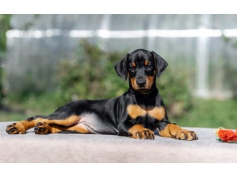 Avrupa king doberman yavruları ruhsatlı çiftlikten