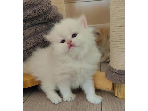 Full secereli british longhair bebekler