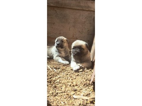 Orjinal kangal köpeği yavrular