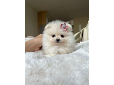 Pomeranian yavrularımız için arayabilirsiniz