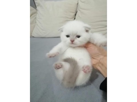 Çok tatlı çocuklarla arası çok iyi scottish fold