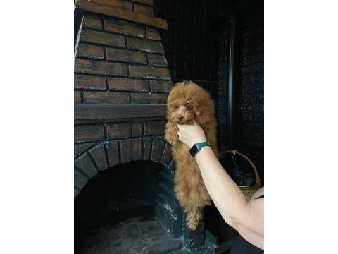 Red toy poodle