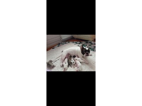 Fransız bulldog bebekler