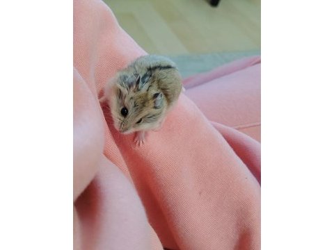 Gonzales yavru hamster
