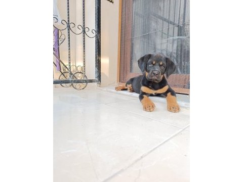 Rottweiler yavru