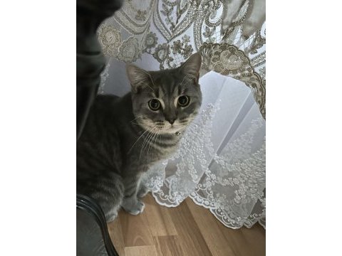 British shorthair kedimizi ücretsiz sahiplendirme