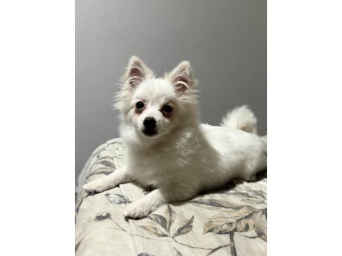 Pomeranian uygun 2.5 aylık