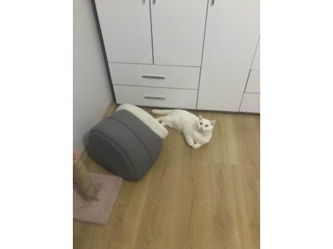 1 yaşında erkek british shorthair