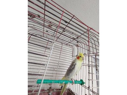 Acil satılık sultan papağanı çiko ismi