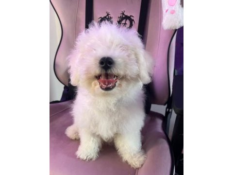 Bichon frise yavru