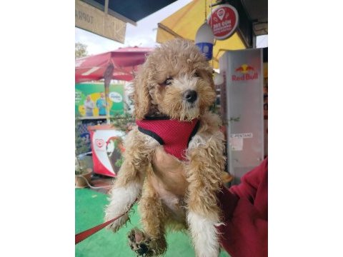 2 aylık maltipoo