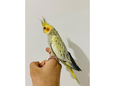 Yeni yeme düşmüş sultan papağanı yavruları