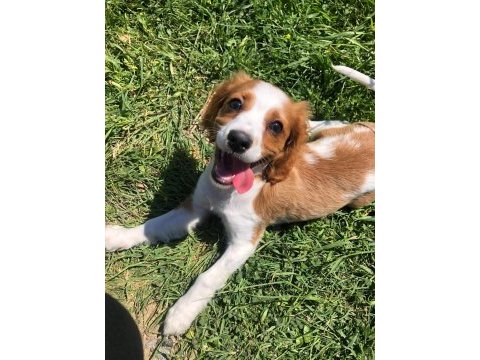Cavalier king charles