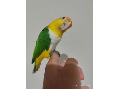 Full evcil konuşan portakal kafa caique