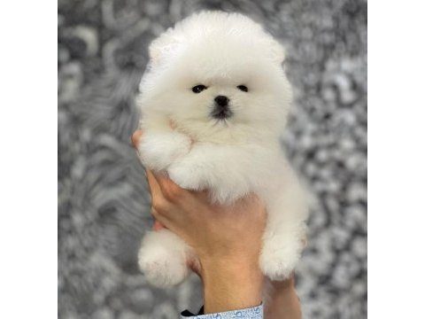 Teddy bear pomeranian yavruları