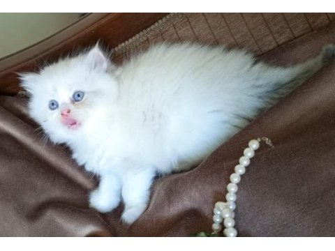 Rengarenk chinchilla kedisi