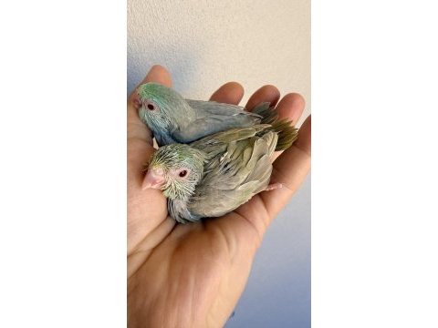 Fallow kırmızı göz turkuaz forpus bebekler