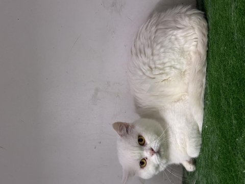 Damızlık brithis lekesiz beyaz eşli kedimiz