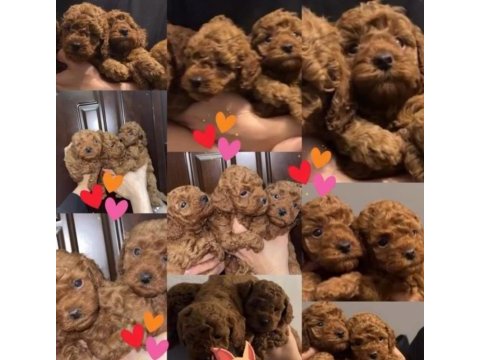 Orjinal cins toy poodle aciliyetli