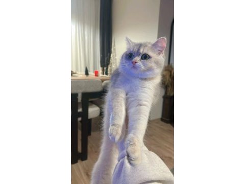 Ay12 dişi şampiyon (anne baba) safkan british shorthair