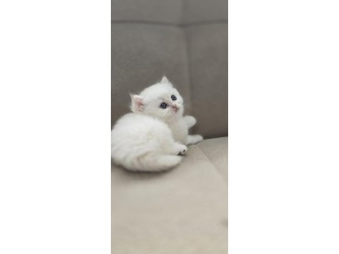 British shorthair beyaz golden point