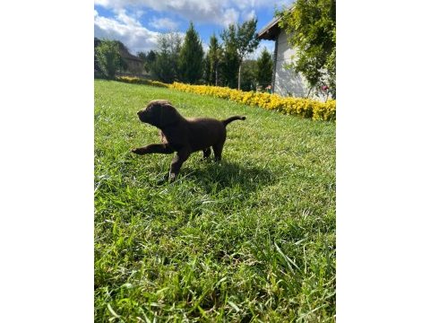 Çikolata labrador ırk garantili sevimli yavrular