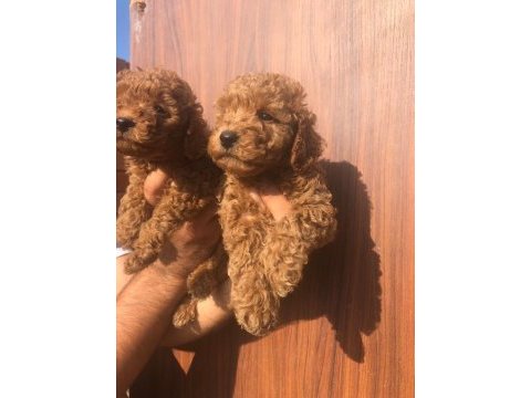 Toy poodle yavrularımız