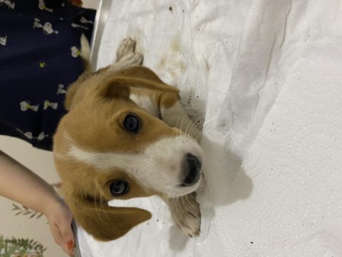 Ücretsiz yavru jack russell