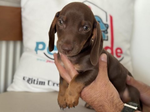 Petmode köpek çiftliğinden dacshund yavrumuz
