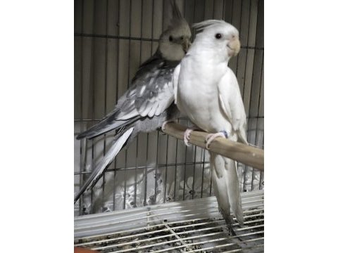 Sultan çift yeni eşleme dişi 23 erkek 24 bilezikli
