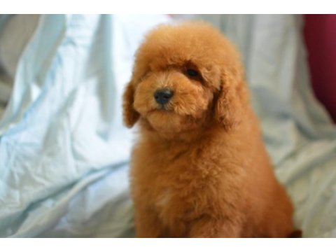 Maltipoo yine çok iddialıyız