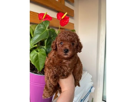 Toy poodle 2 aylık yavrumuz