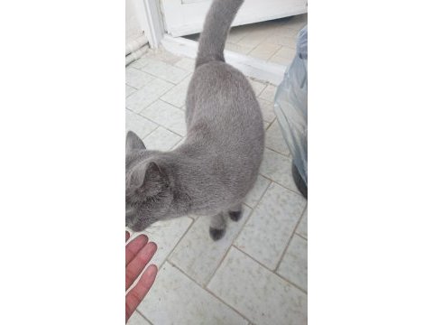 1 yaşında dişi british shorthair