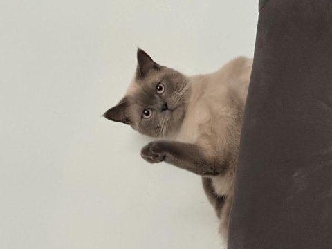 Kedimiz yeni yuvasını arıyor acil