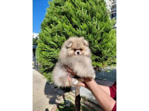 Minik pomeranian ayıcık yeni ailesini beklemektedir