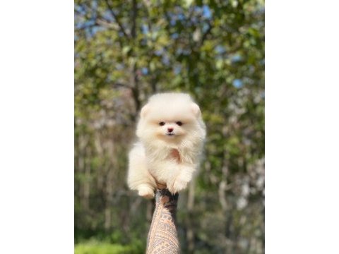 Pomeranian teddy bear yavru köpeklerimiz