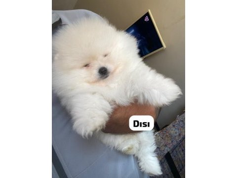 4 farklı dişi erkek pomeranian yavrular