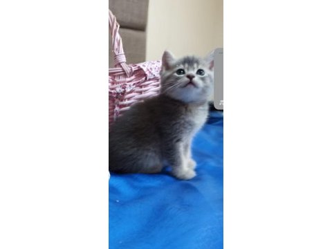 En güzelleri british longhair