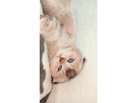 Satılık kediler
